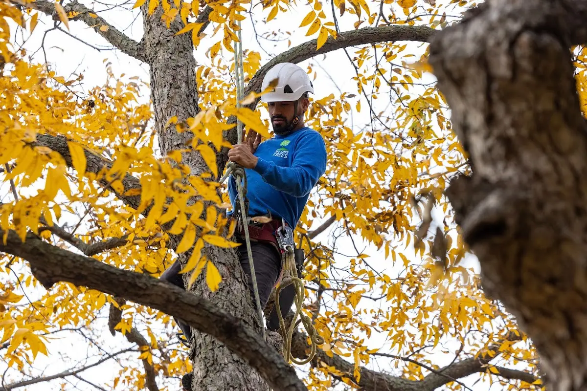 Skilled Tree Transplanting crew working in Newfield